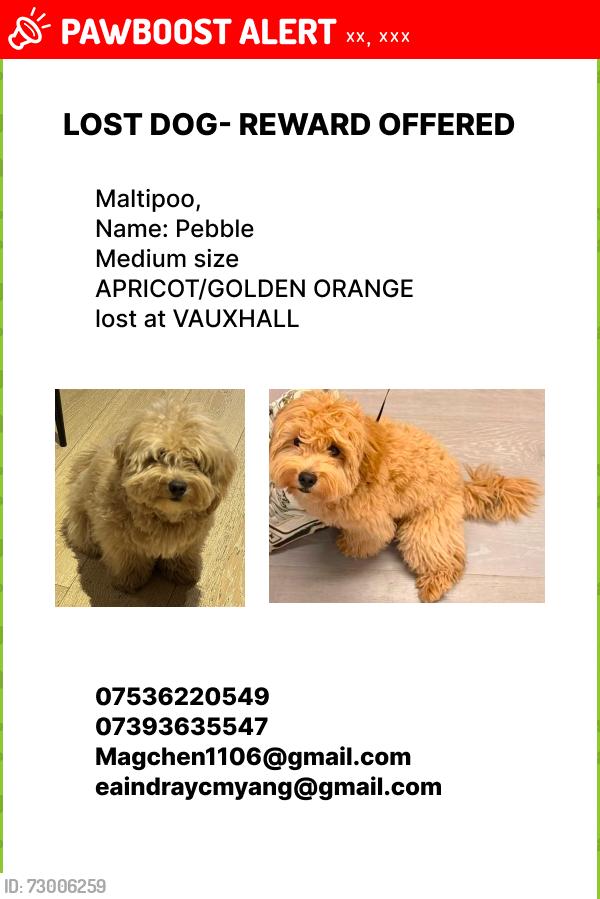 Lost Female Dog last seen pedlar‘s park, 伦敦, 英格兰 