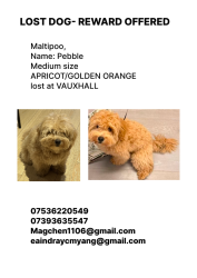 Lost Female Dog last seen pedlar‘s park, 伦敦, 英格兰 