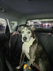 Found/Stray Female Dog last seen Casino, Cherokee, NC 28719