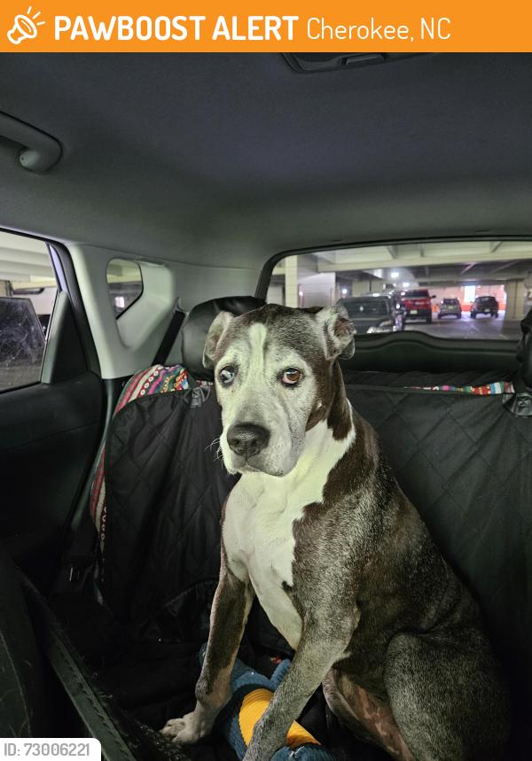 Found/Stray Female Dog last seen Casino, Cherokee, NC 28719