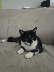 Lost Female Cat last seen Oxbow neighborhood , San Antonio, TX 78249