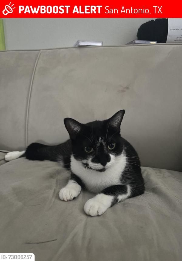 Lost Female Cat last seen Oxbow neighborhood , San Antonio, TX 78249