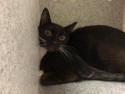 Shelter Stray Female Cat last seen Near BLOCK LEWIS AVE, RIVERSIDE CA 92503, 6851 Van Buren Boulevard, Jurupa Valley, CA 92509, USA
