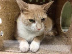 Shelter Stray Male Cat last seen Near BLOCK WRANGLER WAY, CORONA CA 92883, 6851 Van Buren Boulevard, Jurupa Valley, CA 92509, USA