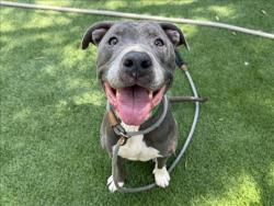 Shelter Stray Female Dog last seen , 1850 W 60th St, Los Angeles, CA 90047, USA