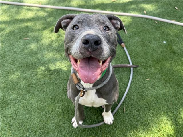 Shelter Stray Female Dog last seen , 1850 W 60th St, Los Angeles, CA 90047, USA
