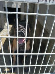 Shelter Stray Male Dog last seen , 1850 W 60th St, Los Angeles, CA 90047, USA