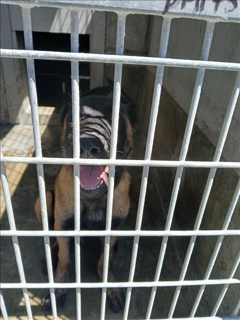 Shelter Stray Male Dog last seen , 1850 W 60th St, Los Angeles, CA 90047, USA