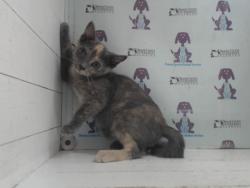 Shelter Stray Female Cat last seen , 2769 Conroy Rd, Orlando, FL 32839, USA