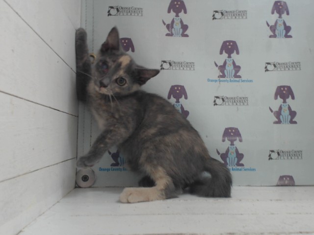 Shelter Stray Female Cat last seen , 2769 Conroy Rd, Orlando, FL 32839, USA