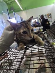 Shelter Stray Female Cat last seen , 1850 W 60th St, Los Angeles, CA 90047, USA