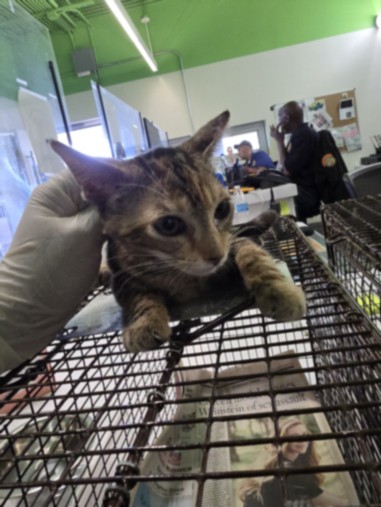 Shelter Stray Female Cat last seen , 1850 W 60th St, Los Angeles, CA 90047, USA
