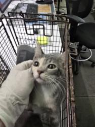 Shelter Stray Female Cat last seen , 1850 W 60th St, Los Angeles, CA 90047, USA