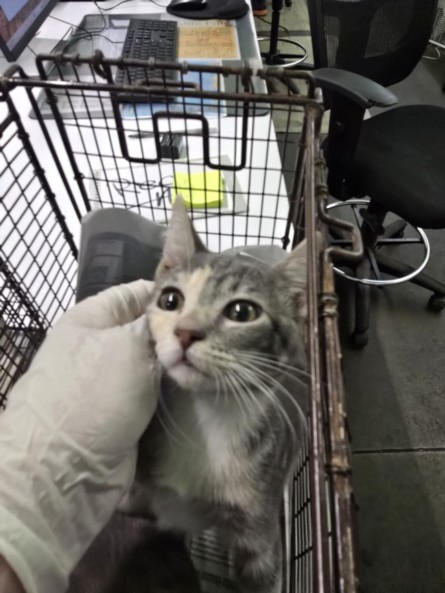 Shelter Stray Female Cat last seen , 1850 W 60th St, Los Angeles, CA 90047, USA
