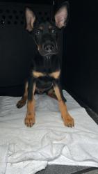 Shelter Stray Female Dog last seen Near BLK CEDAR AVE, LONG BEACH, CA, 90813, 7700 E Spring St, Long Beach, CA 90815, USA