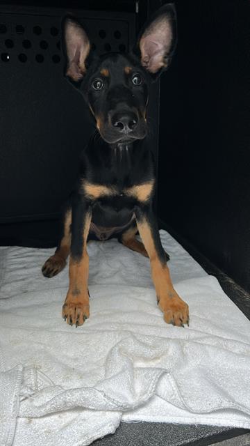 Shelter Stray Female Dog last seen Near BLK CEDAR AVE, LONG BEACH, CA, 90813, 7700 E Spring St, Long Beach, CA 90815, USA