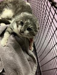 Shelter Stray Male Cat last seen Near BLOCK BLCK LURAY ST, LONG BEACH, CA, 90807, 7700 E Spring St, Long Beach, CA 90815, USA
