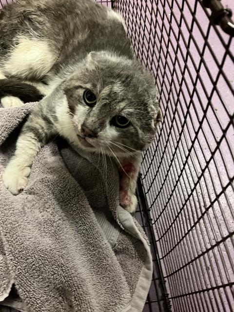 Shelter Stray Male Cat last seen Near BLOCK BLCK LURAY ST, LONG BEACH, CA, 90807, 7700 E Spring St, Long Beach, CA 90815, USA