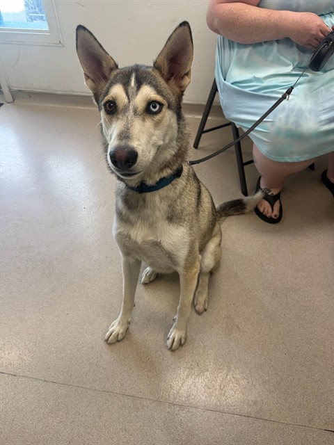 Shelter Stray Female Dog last seen Near BLK W ANAHEIM ST, LONG BEACH, CA 90813, 7700 E Spring St, Long Beach, CA 90815, USA