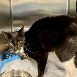 Shelter Stray Male Cat last seen MCDONALD TER, MT DORA, 12280 County Rd 448, Tavares, FL 32778, USA