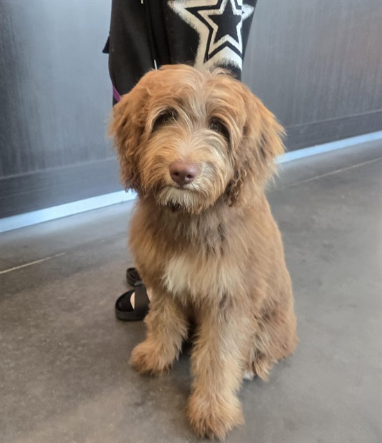 Shelter Stray Female Dog last seen LITTLE CEASERS // W MILLER ST, 12280 County Rd 448, Tavares, FL 32778, USA