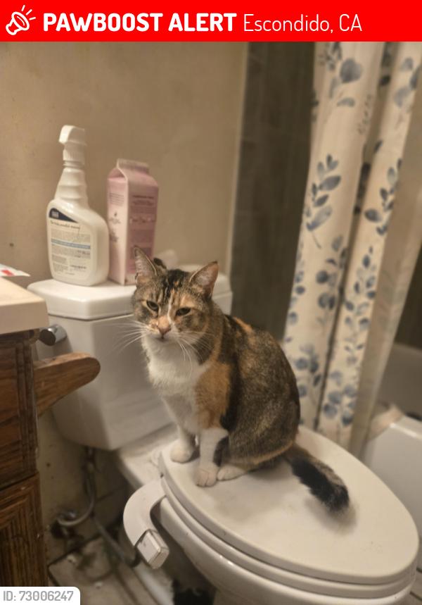 Lost Female Cat last seen West 3rd avenue escondido california, Escondido, CA 92025