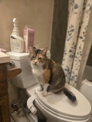 Lost Female Cat last seen West 3rd avenue escondido california, Escondido, CA 92025