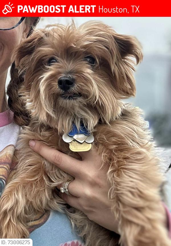 Lost Male Dog last seen Copper Cove and Grenada Falls, Houston, TX 77095