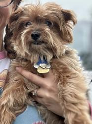 Lost Male Dog last seen Copper Cove and Grenada Falls, Houston, TX 77095