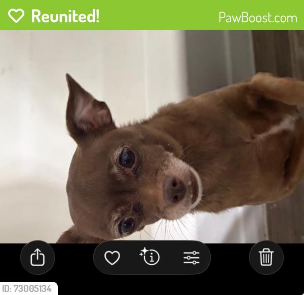 Reunited Female Dog last seen 16th st and baseline rd, Phoenix, AZ 85042