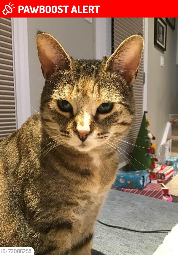 Lost Female Cat last seen Hansen Blvd. and Amelia St., Orangeville, ON L9W 0B6