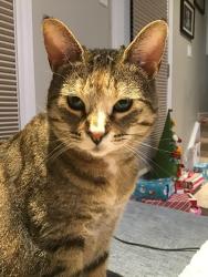 Lost Female Cat last seen Hansen Blvd. and Amelia St., Orangeville, ON L9W 0B6