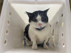 Shelter Stray Unknown Cat last seen Near BLOCK N MORRIS BLVD, 3839 W Burnham St, West Milwaukee, WI 53215, USA