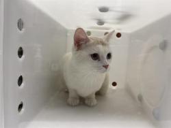 Shelter Stray Unknown Cat last seen Near BLOCK S 8TH ST, 3839 W Burnham St, West Milwaukee, WI 53215, USA