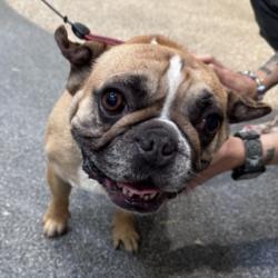Shelter Stray Male Dog last seen , 3201 Lacy St, Los Angeles, CA 90031, USA