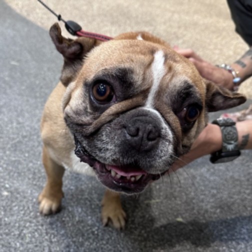 Shelter Stray Male Dog last seen , 3201 Lacy St, Los Angeles, CA 90031, USA