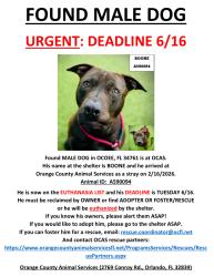 Found/Stray Male Dog last seen OCOEE, FL 34761, Ocoee, FL 34761