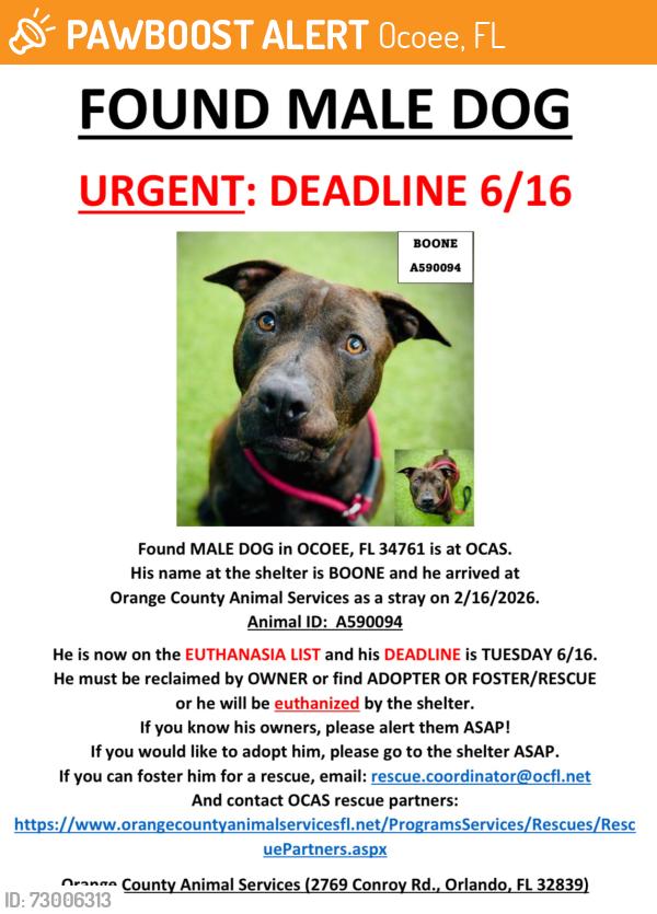 Found/Stray Male Dog last seen OCOEE, FL 34761, Ocoee, FL 34761