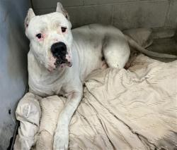 Shelter Stray Male Dog last seen PERRIS X 11TH, 333 Chandler Pl, San Bernardino, CA 92408, USA