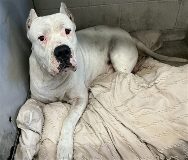 Shelter Stray Male Dog last seen PERRIS X 11TH, 333 Chandler Pl, San Bernardino, CA 92408, USA