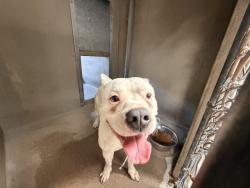 Shelter Stray Male Dog last seen N G ST X W RIALTO AVE, 333 Chandler Pl, San Bernardino, CA 92408, USA