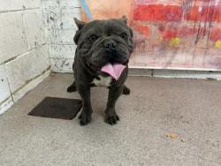 Shelter Stray Male Dog last seen E RANDALL AVE X S OLIVE AVE, 333 Chandler Pl, San Bernardino, CA 92408, USA