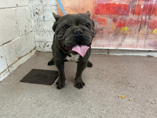 Shelter Stray Male Dog last seen E RANDALL AVE X S OLIVE AVE, 333 Chandler Pl, San Bernardino, CA 92408, USA