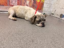 Shelter Stray Female Dog last seen E RANDALL AVE X S OLIVE AVE, 333 Chandler Pl, San Bernardino, CA 92408, USA