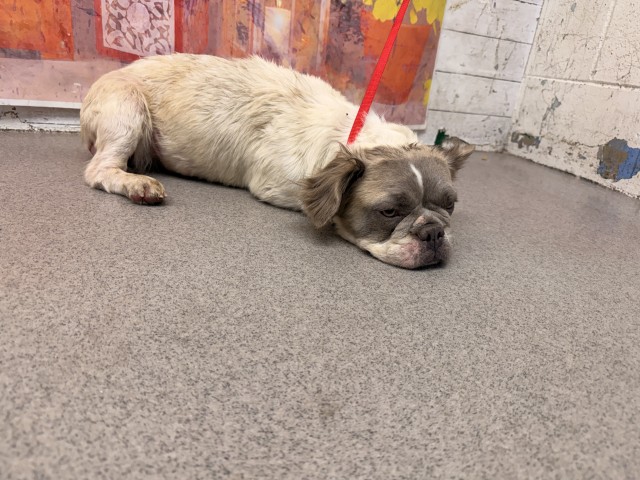 Shelter Stray Female Dog last seen E RANDALL AVE X S OLIVE AVE, 333 Chandler Pl, San Bernardino, CA 92408, USA