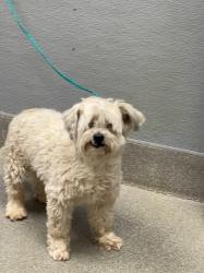 Shelter Stray Male Dog last seen Near BLOCK EXLEY AVE, LAS VEGAS NV 89104, 655 N Mojave Rd, Las Vegas, NV 89101, USA