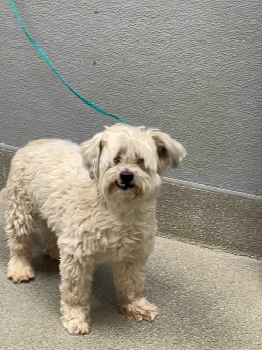 Shelter Stray Male Dog last seen Near BLOCK EXLEY AVE, LAS VEGAS NV 89104, 655 N Mojave Rd, Las Vegas, NV 89101, USA