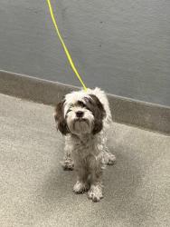 Shelter Stray Female Dog last seen E SILVERADO RANCH BLVD & S EASTERN AVE, 655 N Mojave Rd, Las Vegas, NV 89101, USA