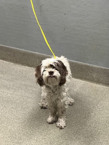 Shelter Stray Female Dog last seen E SILVERADO RANCH BLVD & S EASTERN AVE, 655 N Mojave Rd, Las Vegas, NV 89101, USA
