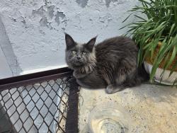 Found/Stray Unknown Cat last seen 9th and tasker, Philadelphia, PA 19148